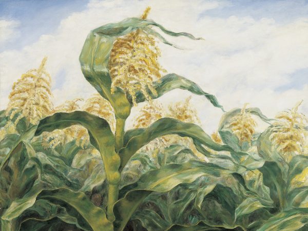 A mature corn stalk stands in front of a field of corn.