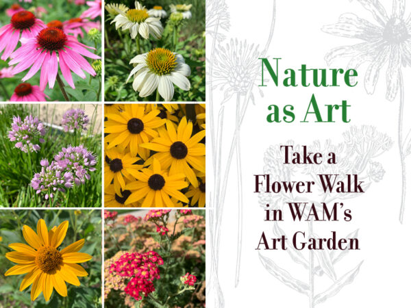 Photo of six types of flowers that are yellow, pink, and white that are found in the Art Garden